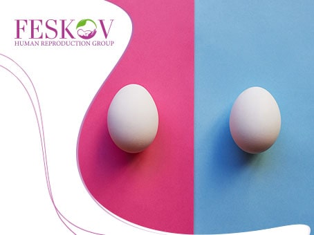 news: Egg donor picture news: Egg donor picture